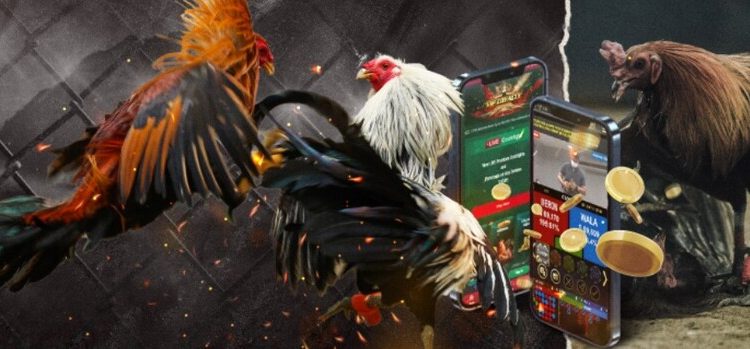 Chọi gà kingfun – Sân cược đá gà hấp dẫn nhất 2023